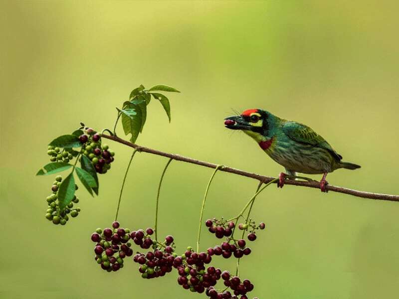 Birds Eat Fruits