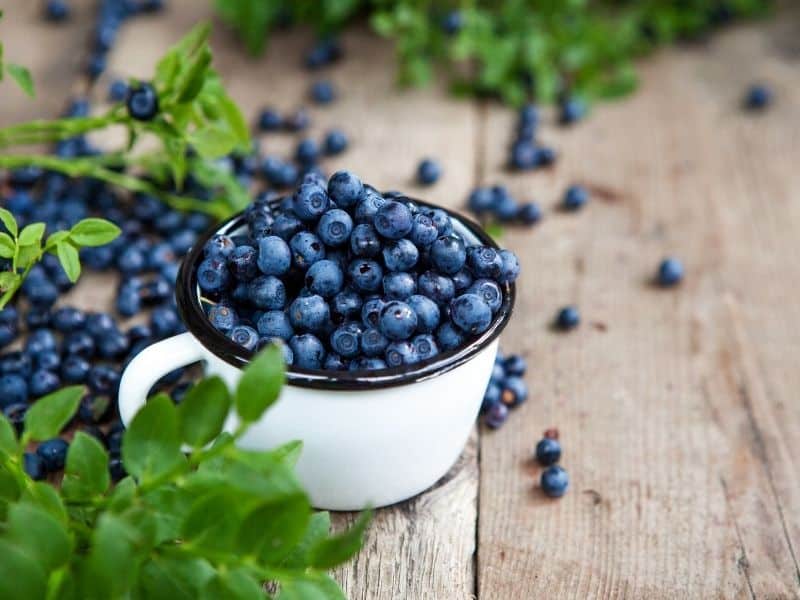 High Quality Blueberry
