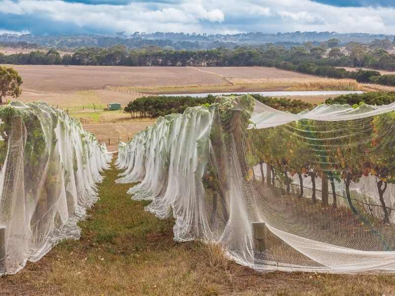 Vineyard Netting