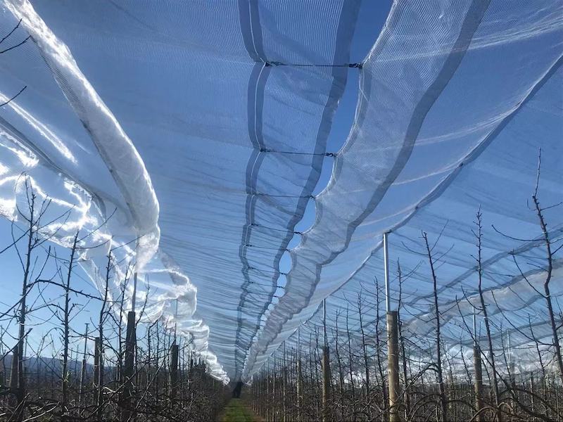 bungee cord and hail netting
