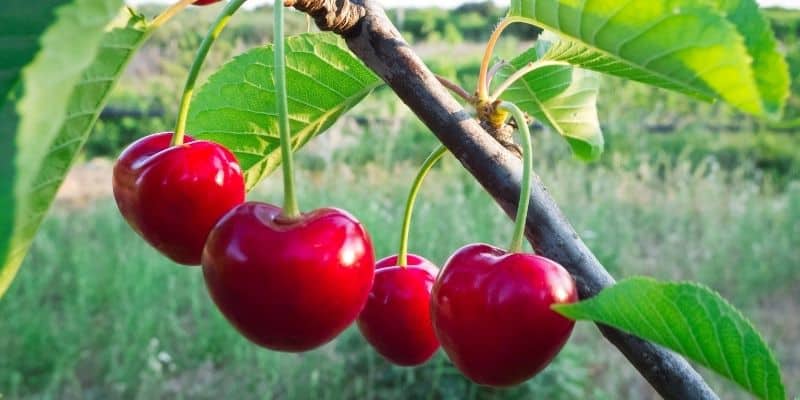 Cherry