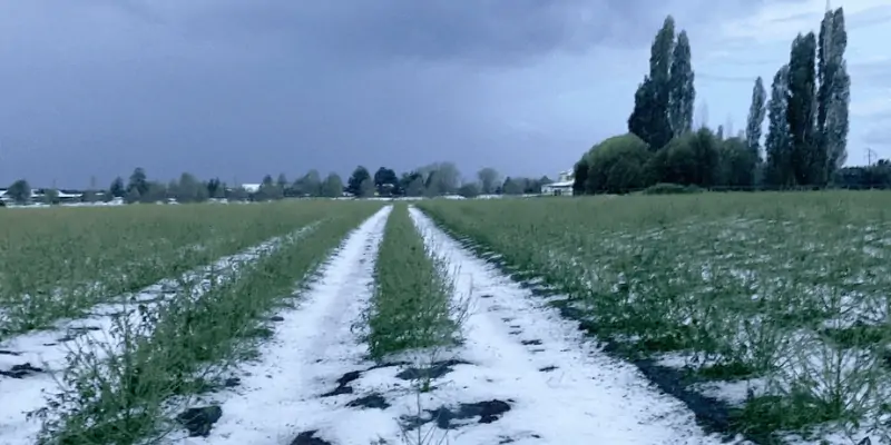 hennep hagelbescherming 2