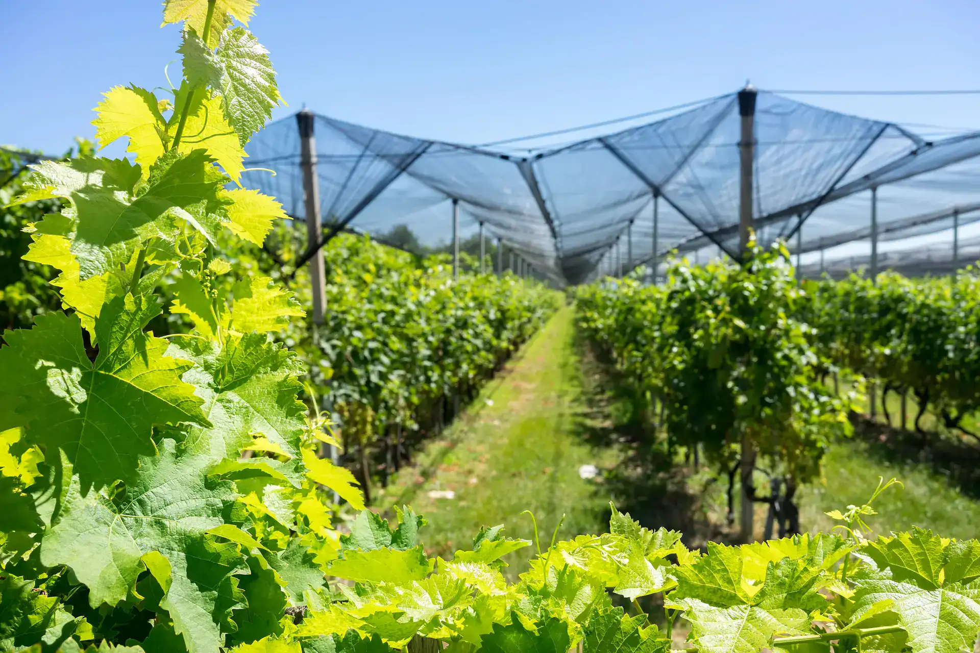 vineyard,with,modern,system,for,irrigation,and,nets,against,hail.