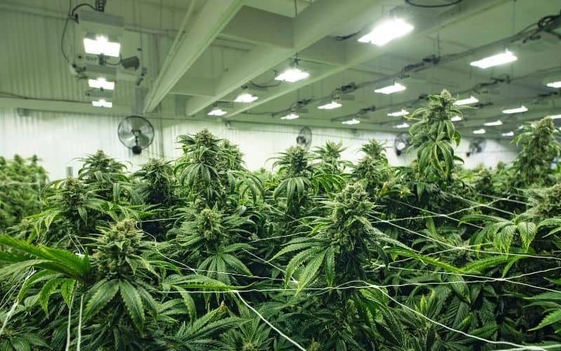 industrial hemp trellis netting