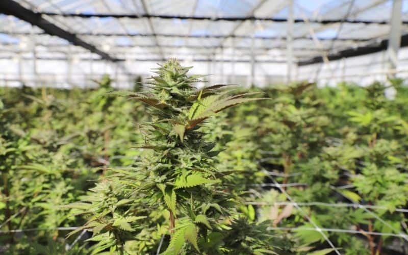industrial hemp trellis netting
