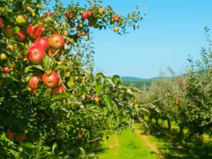 apple tree