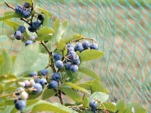 Blueberry