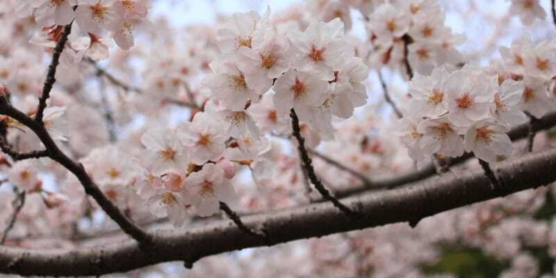 cherry tree 