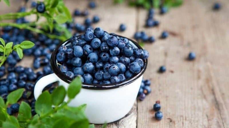 High Quality Blueberry