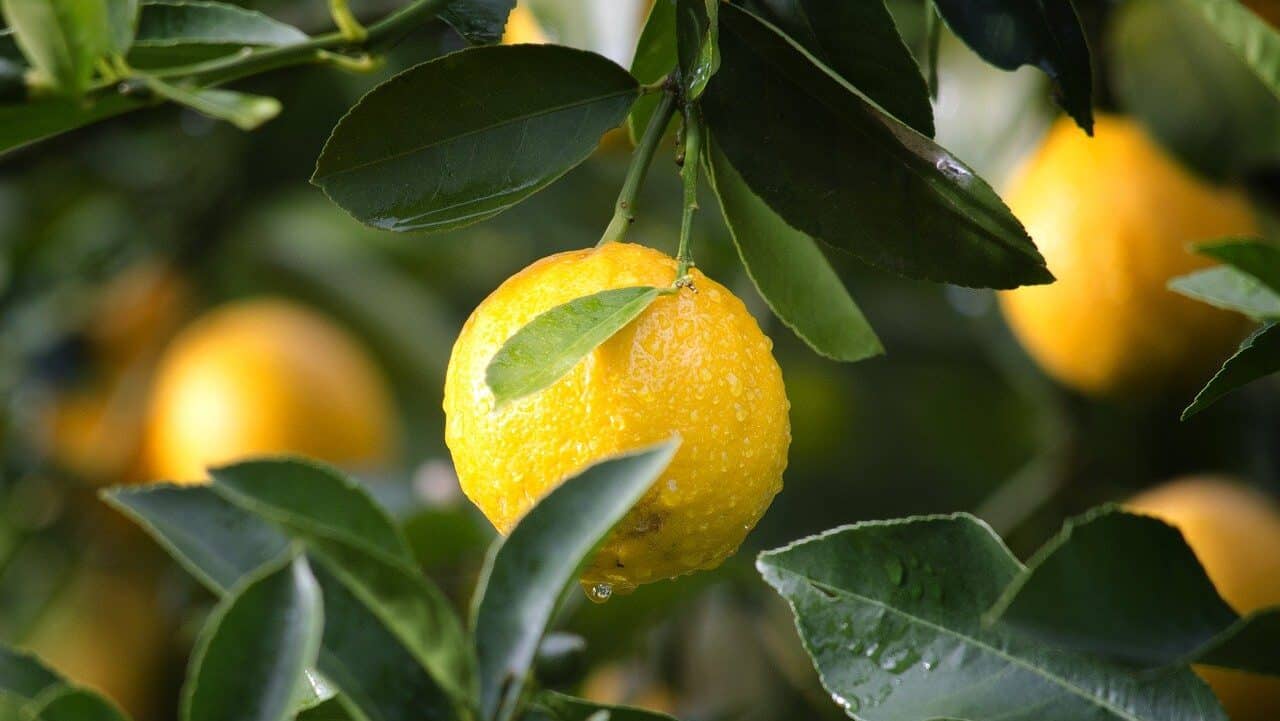 agriculture, lemon, fruit-1846358.jpg
