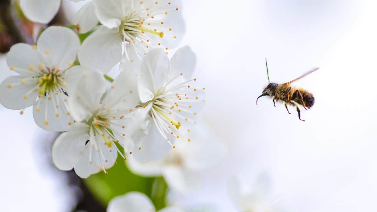 flower, bee, macro-2222228.jpg