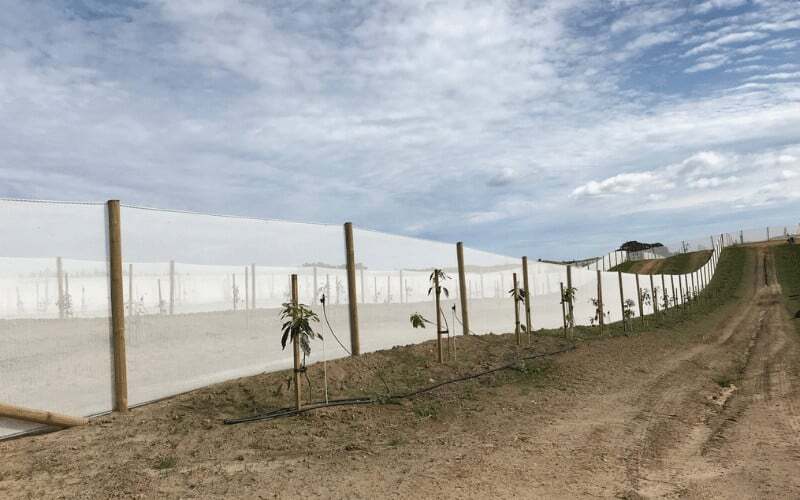 windbreak netting application