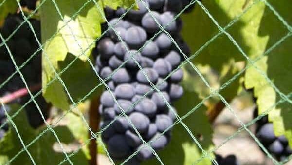 EYOUAGRO Grape Netting