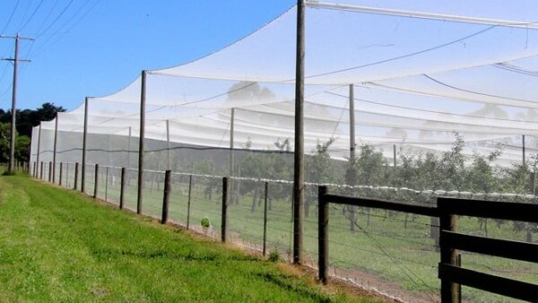 Fruit Tree Netting Main