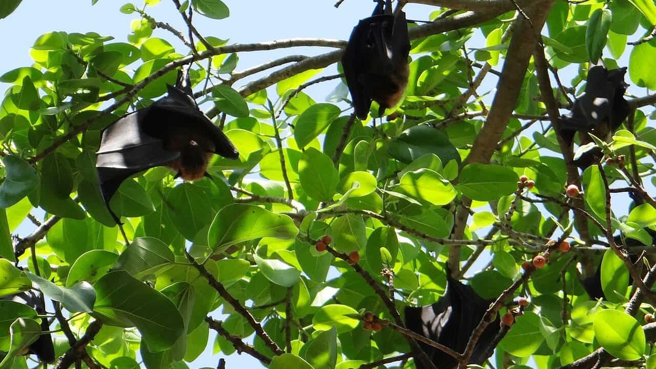 bat, flying fox, animal-672821.jpg