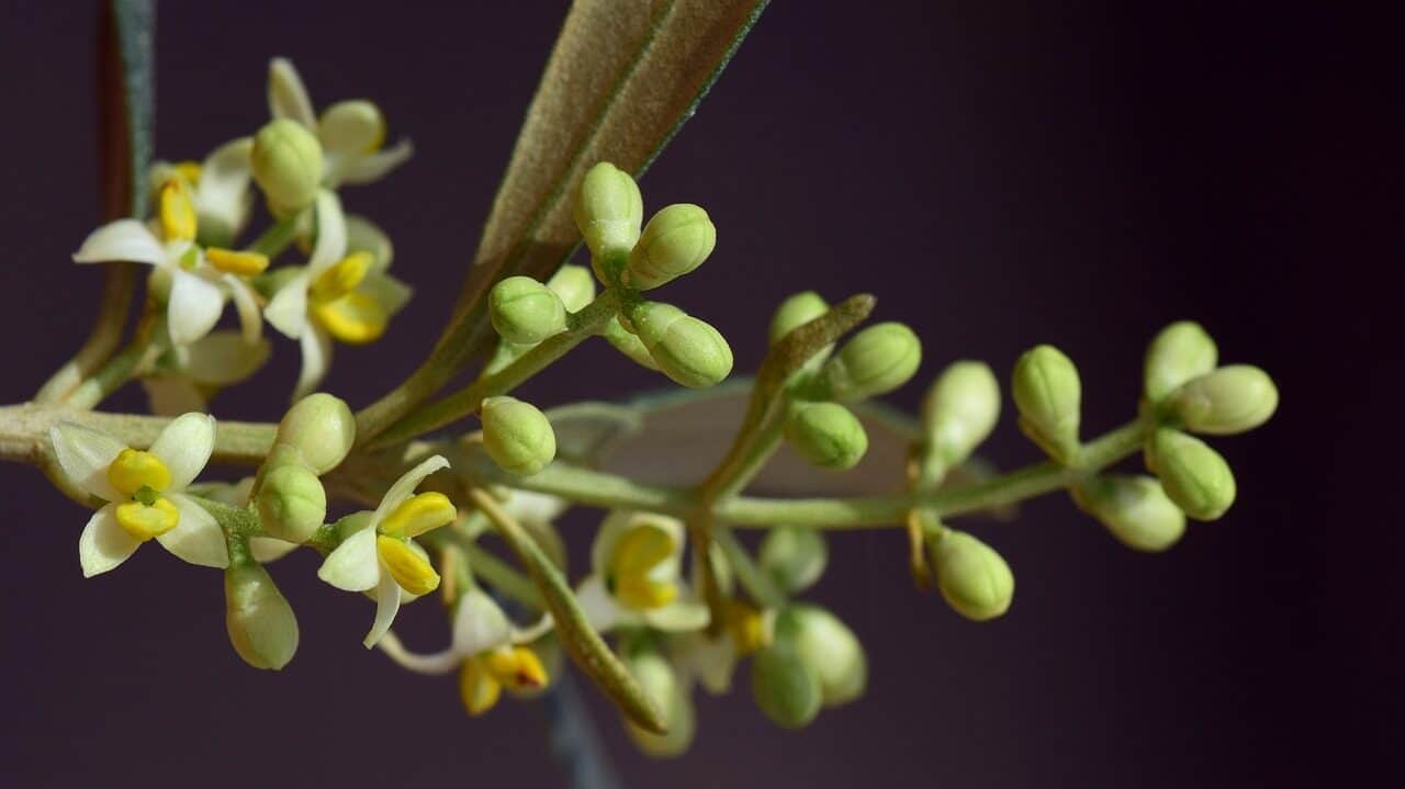 blossom, bloom, olive tree-3432421.jpg