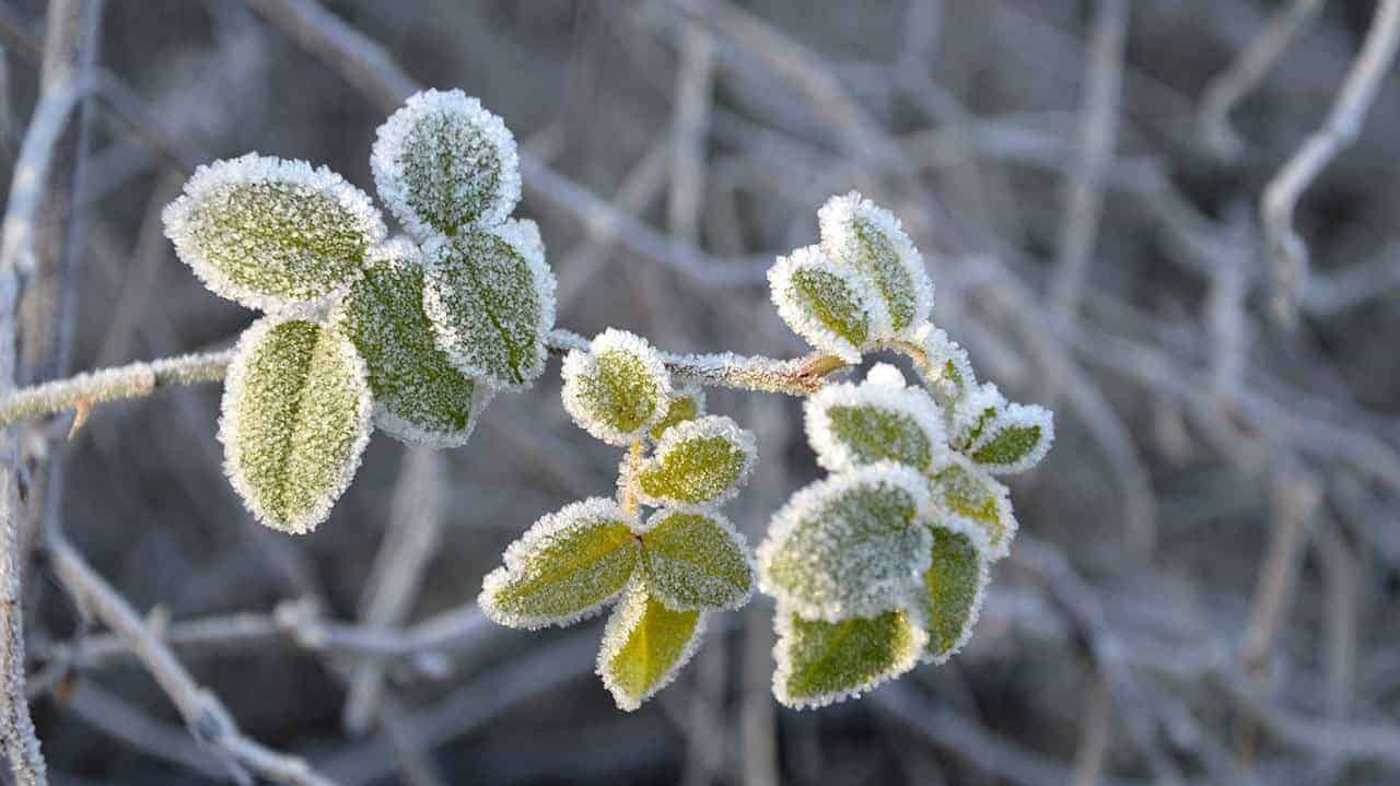 Frost Damage
