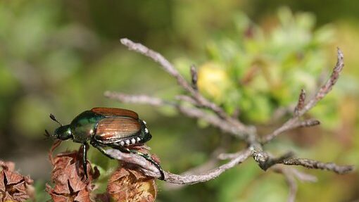 japanese beetle