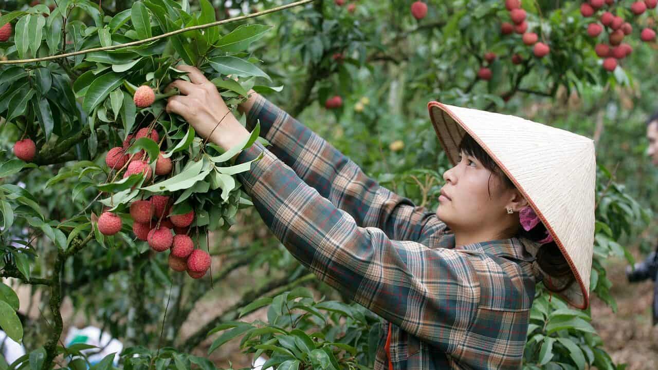 lychee, fruits, farmer-6549902.jpg