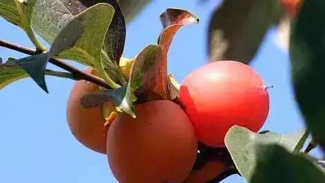 persimmon 