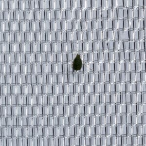 Rete per insetti da 40 maglie 2