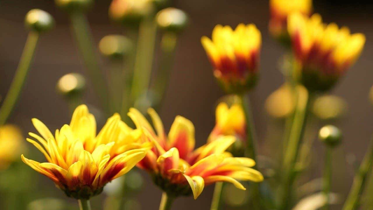chrysanthemum, flowers, plant-6654181.jpg