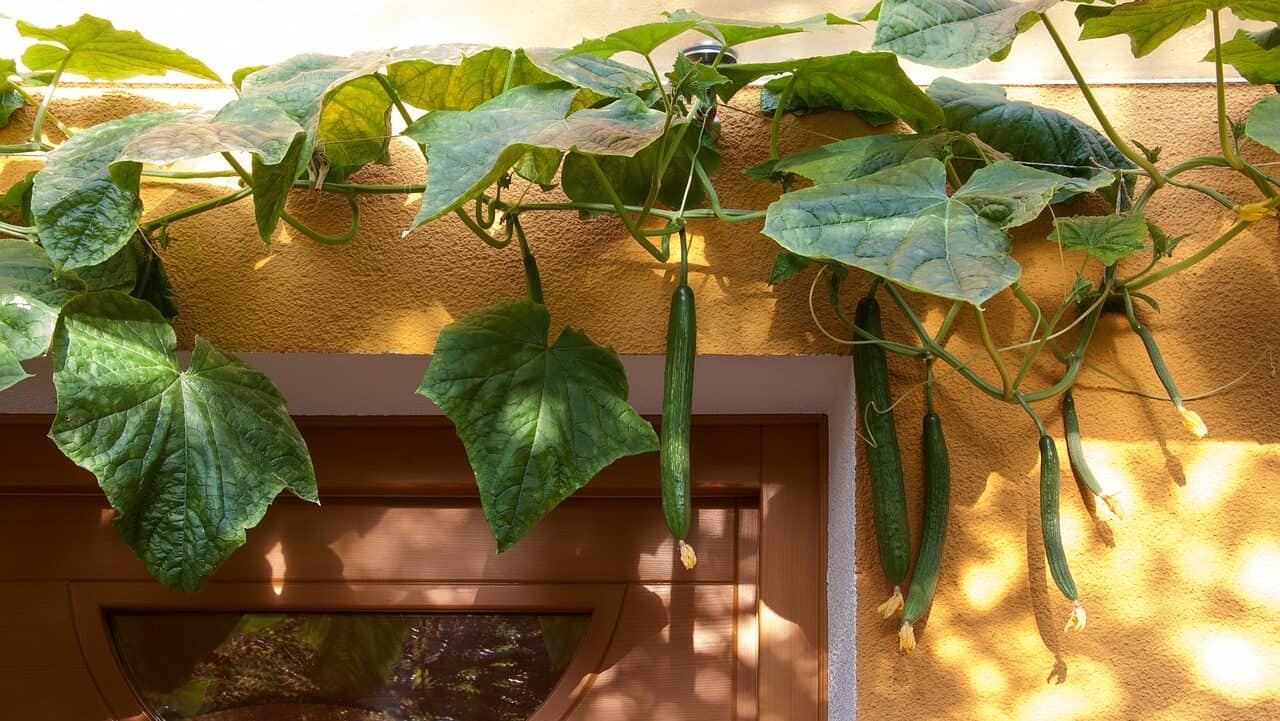 cucumber, cucumis sativus, pumpkins-177034.jpg