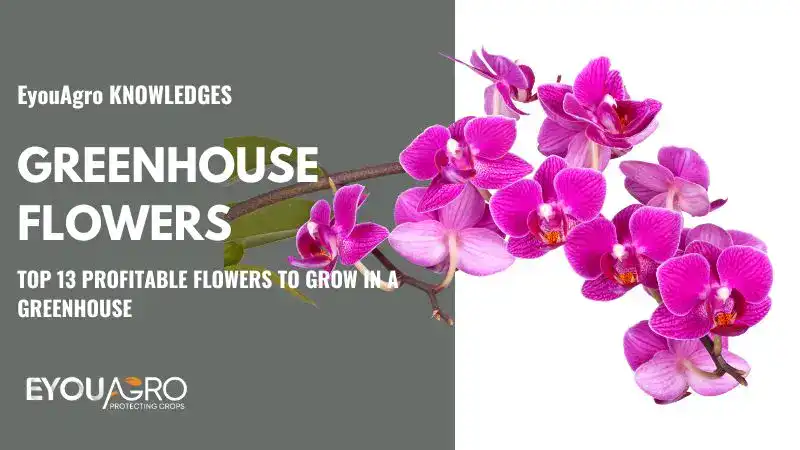 Top 13 Profitable Flowers to Grow in a Greenhouse