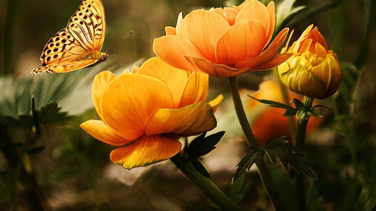 garden, flowers, butterfly-19830.jpg