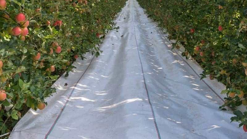 reflective ground cover 