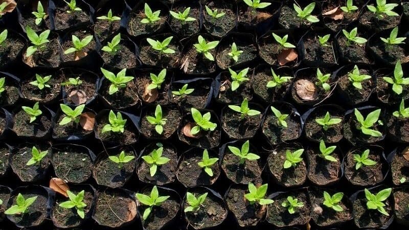 vegetable nursery