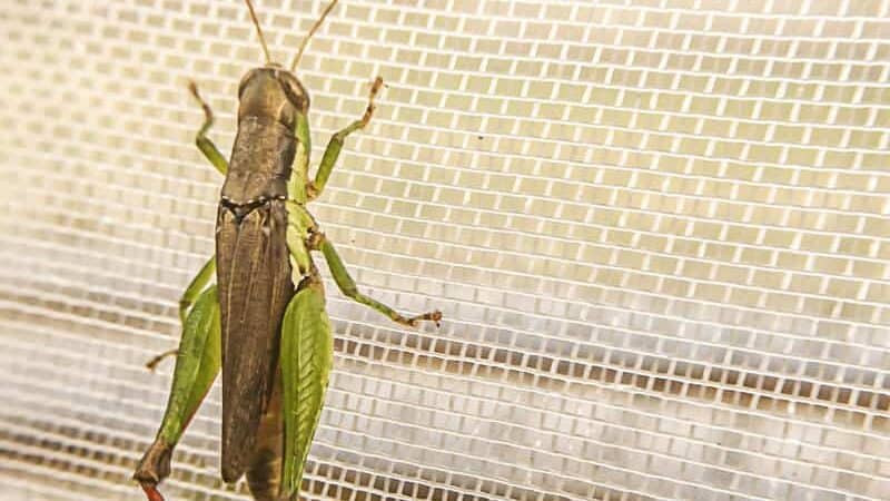 17mesh insect net (2)