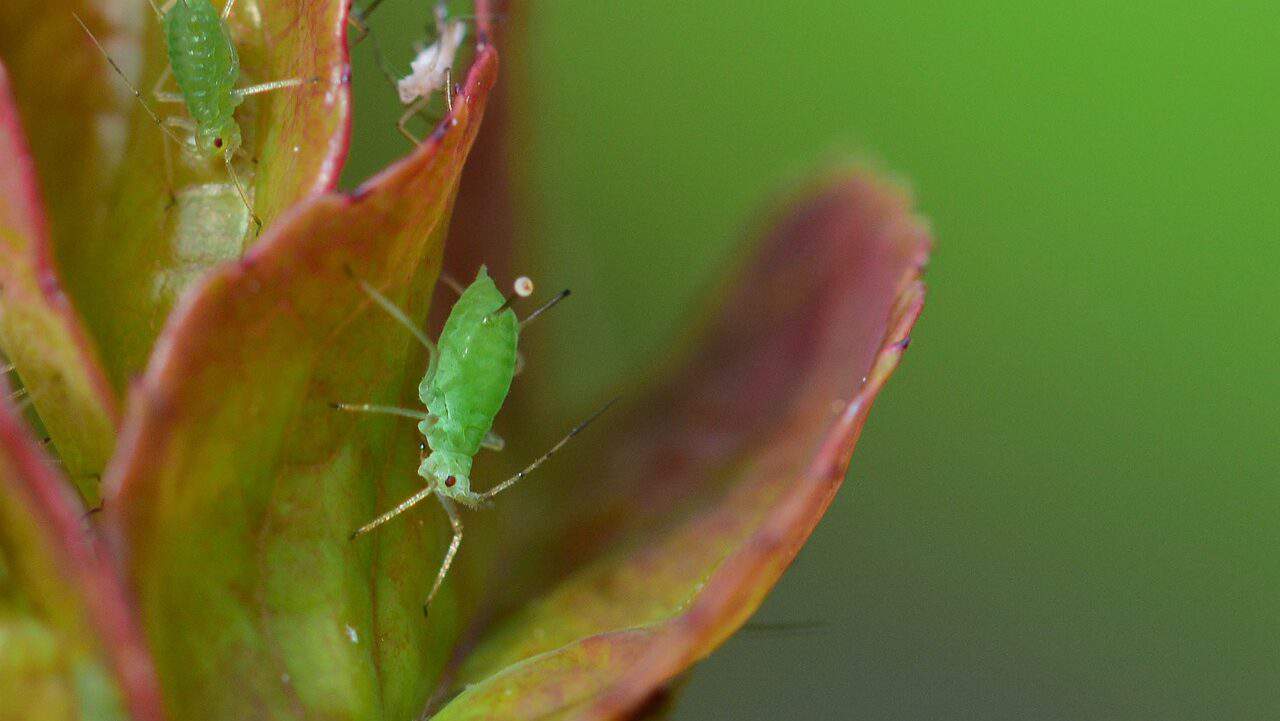 aphid, rose, macro-4242848.jpg