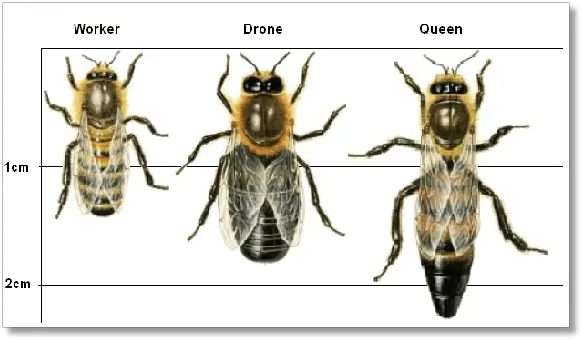 bee size