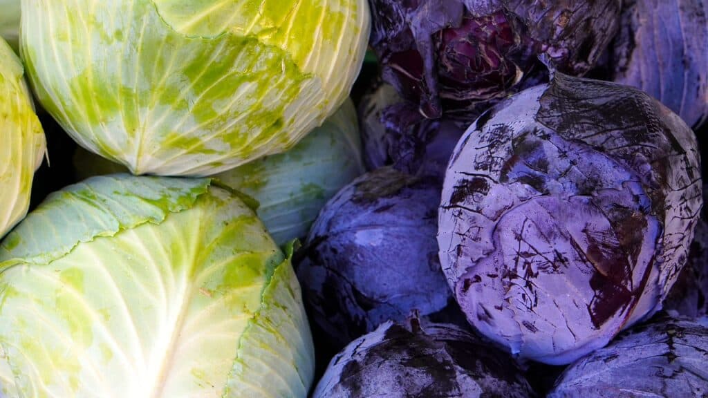 cabbage, red cabbage, white cabbage-4548054.jpg