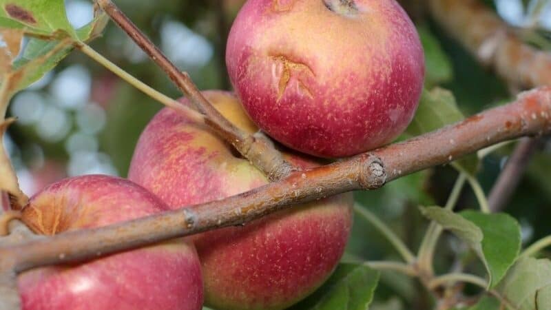 hail apple
