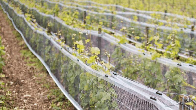 vineyard side netting