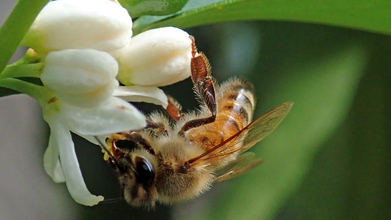 Citrus Pollination.jpg