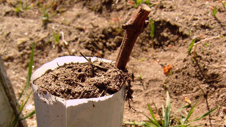 graft, vineyard, albariño-2702798.jpg