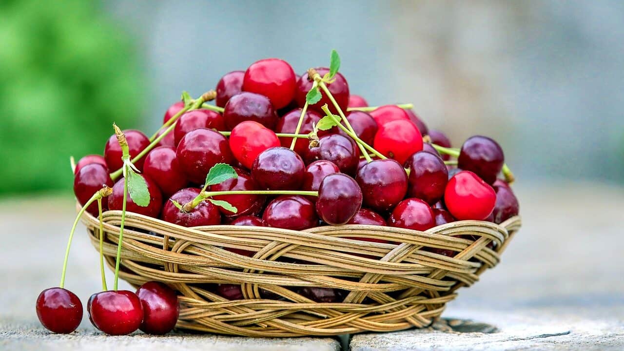 cherry, basket, berry-2554364.jpg
