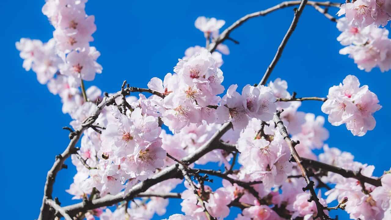fiori di ciliegio, fiori, albero-4825302.jpg