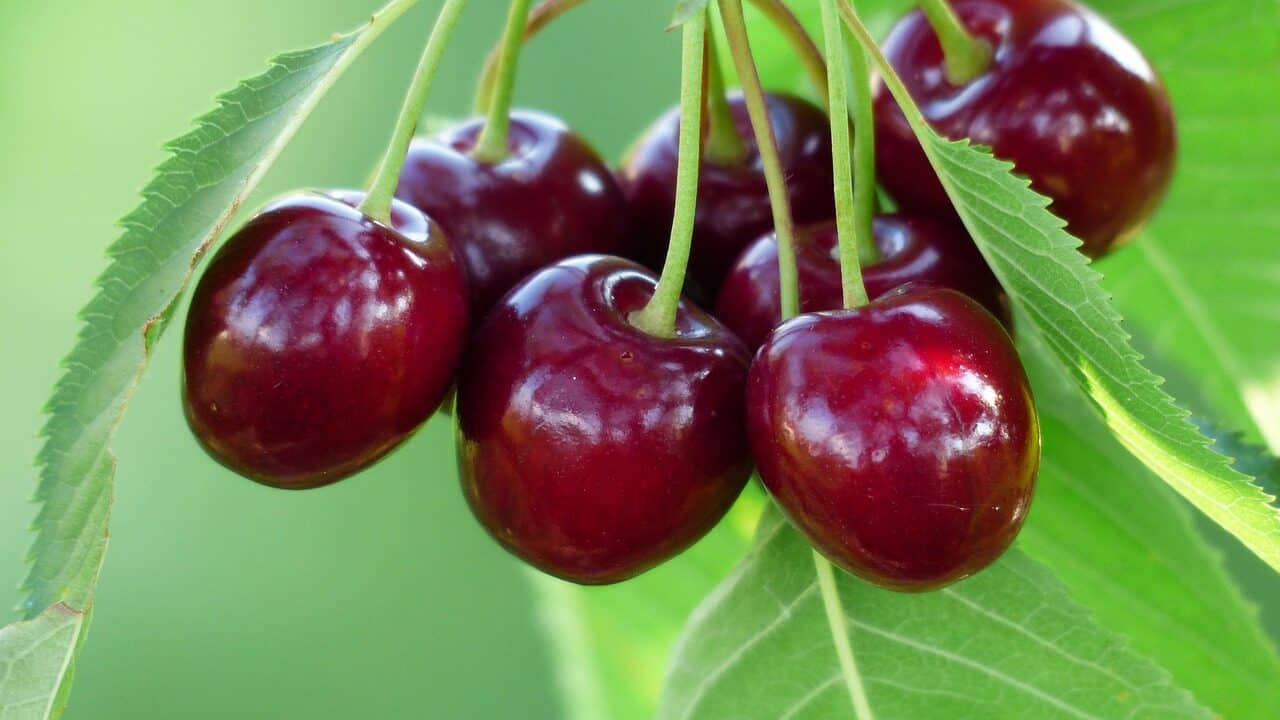 cherry, sweet cherry,.jpg