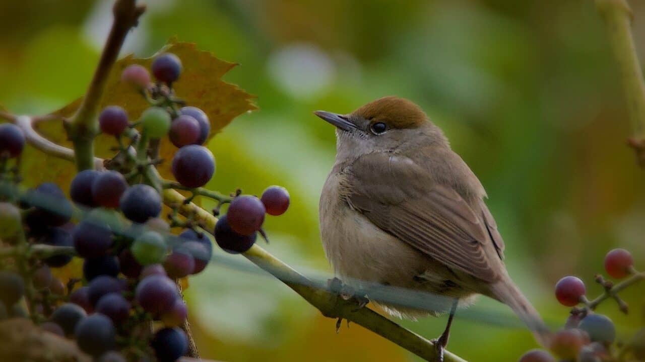 warbler, black head, bird-4616378.jpg