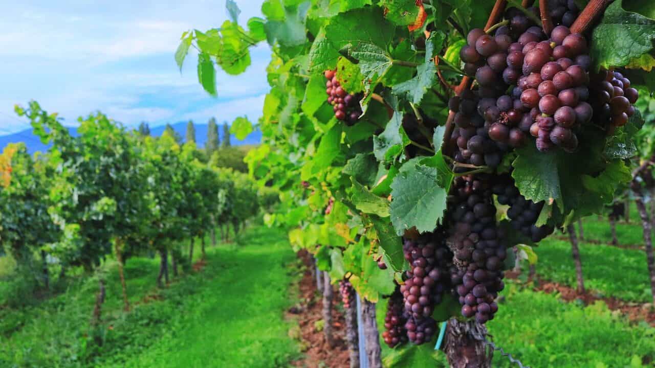 wine, wine harvest, grapes-2799719.jpg