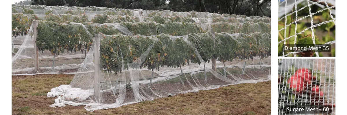 vineyard drape netting 2 types (2)