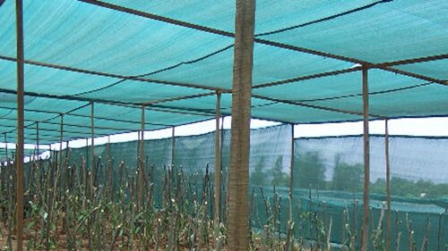 3. shading for vanilla cultivation