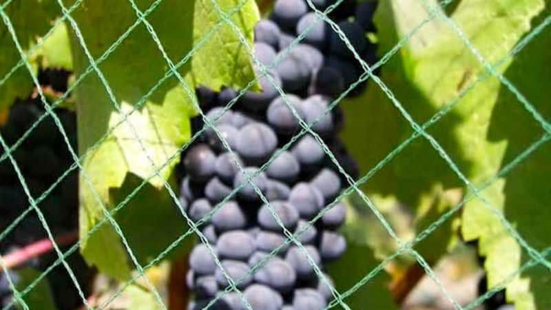 Bird netting over a blueberry block