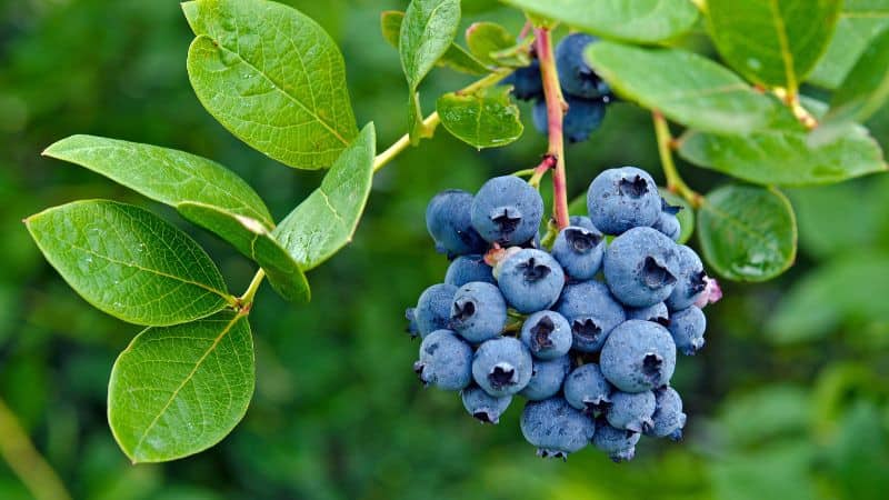 Blueberry Netting