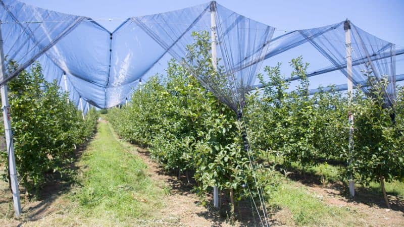 hail netting