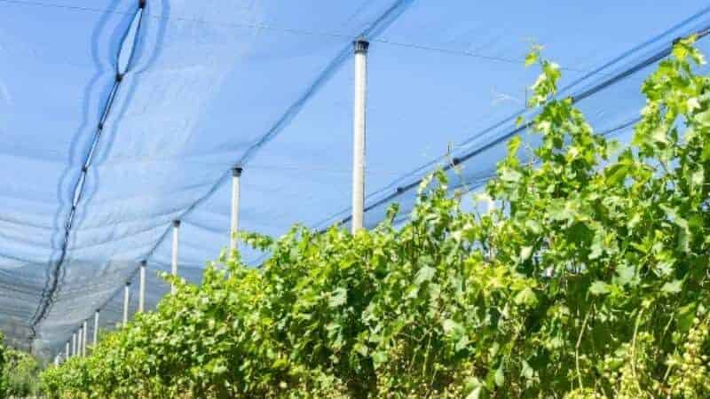 leno hail netting (2)